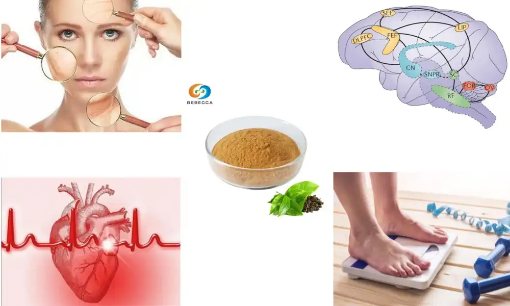 Should You Take Tea Polyphenol Supplements?